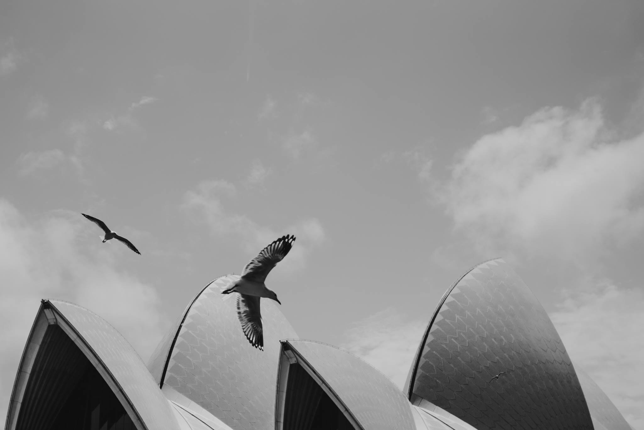sydney seagull work and holiday australia opera house